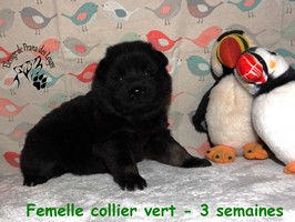 chiot eurasier